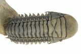 Colorful Crotalocephalina Trilobite with Enrolled Reedops #311503-1